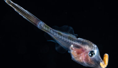 Blackwater photography: A small transparent fish with its insides visible, holding a yellow worm-like creature in its mouth.