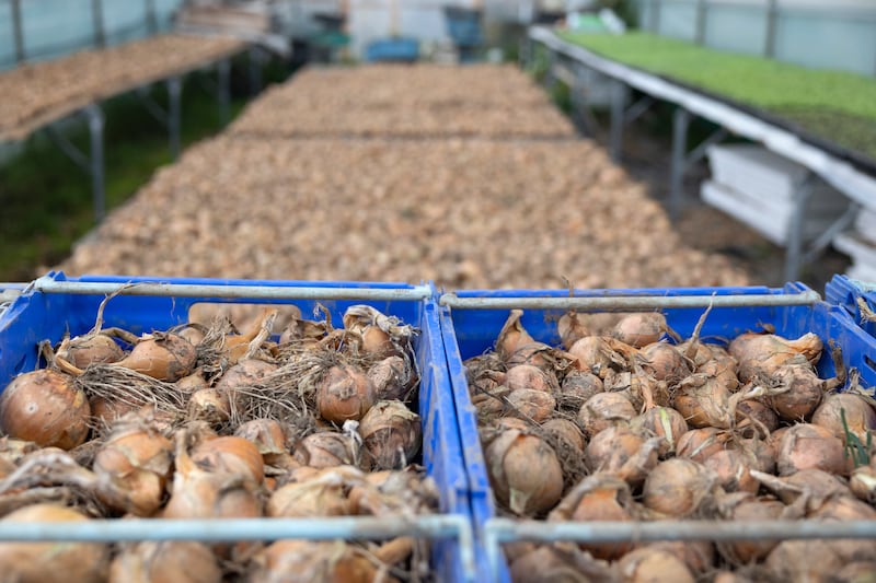 Onions at the McNally Family Farm. Photograph: Chris Maddaloni