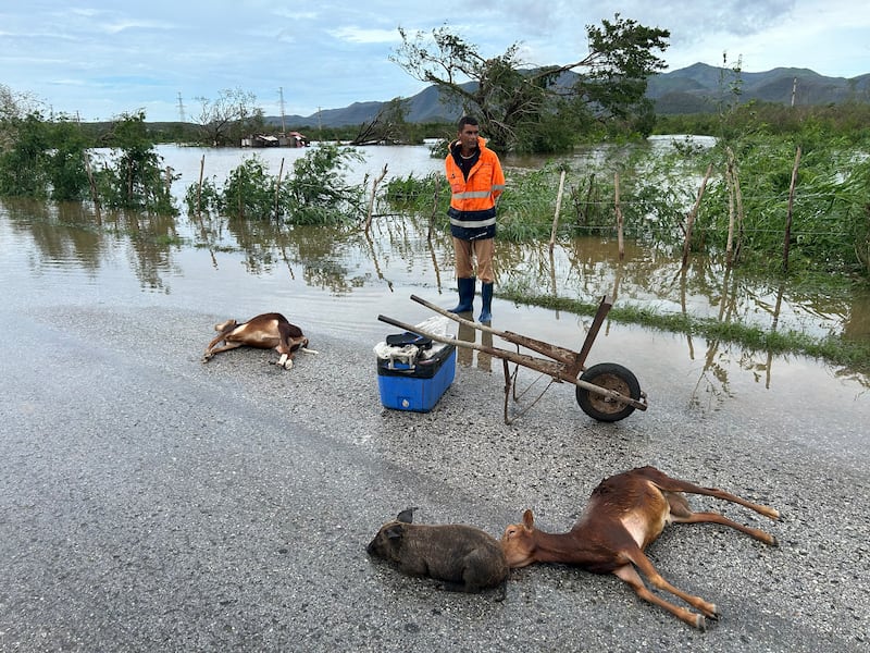 A farmer stands next to some of his drowned animals after Hurricane Melissa hit the Cuban town of San Miguel de Parada in Santiago de Cuba province on Wednesday. Photograph: Yamil Lage/AFP via Getty Images          