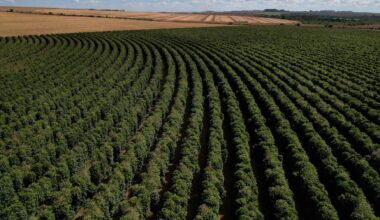 Brazil forest loss linked to coffee hit 737,000 hectares between 2002 and 2023, report says