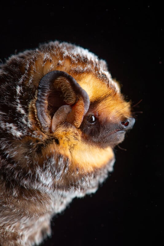 Close-up side view of a bat with brown, orange, and white fur against a black background, showing its large ear and bright eye.