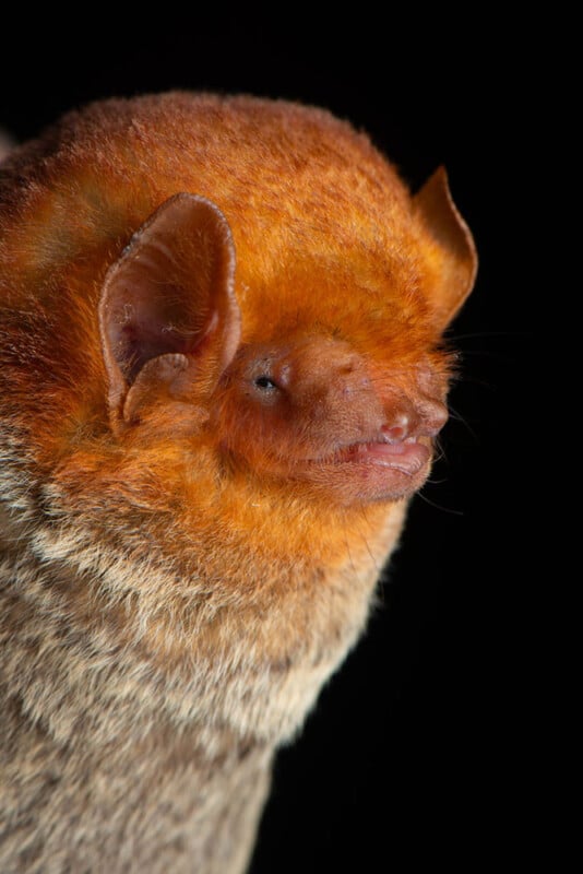 A close-up of an orange-furred bat with small eyes, large ears, and a rounded face, against a black background. The bat's fur appears soft and its facial features are clearly visible.