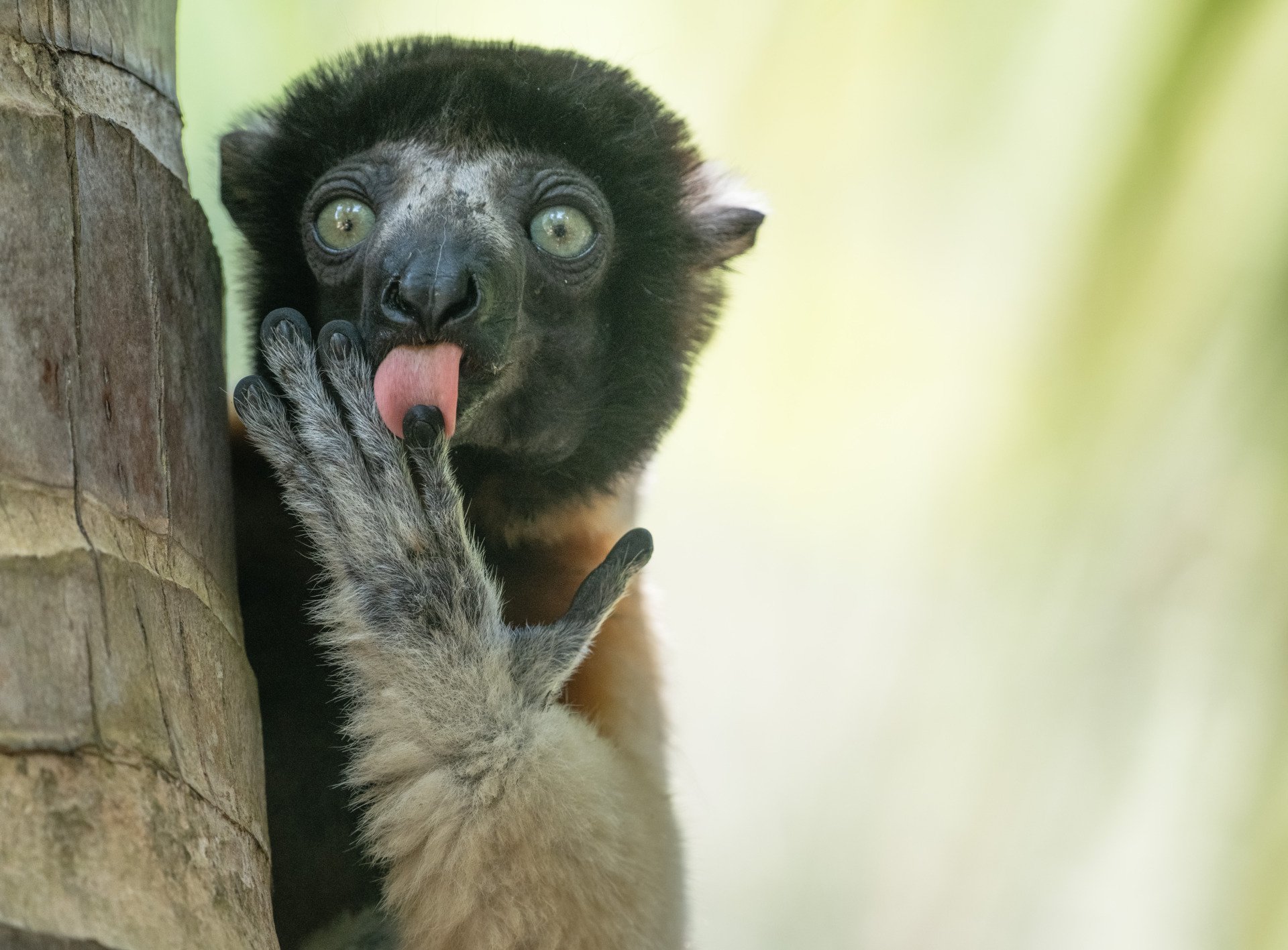 A crowned sifaka licks its finger on Nosy Komba island in Madagascar