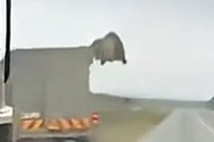 Watch: Lion escapes through roof hatch of transport truck