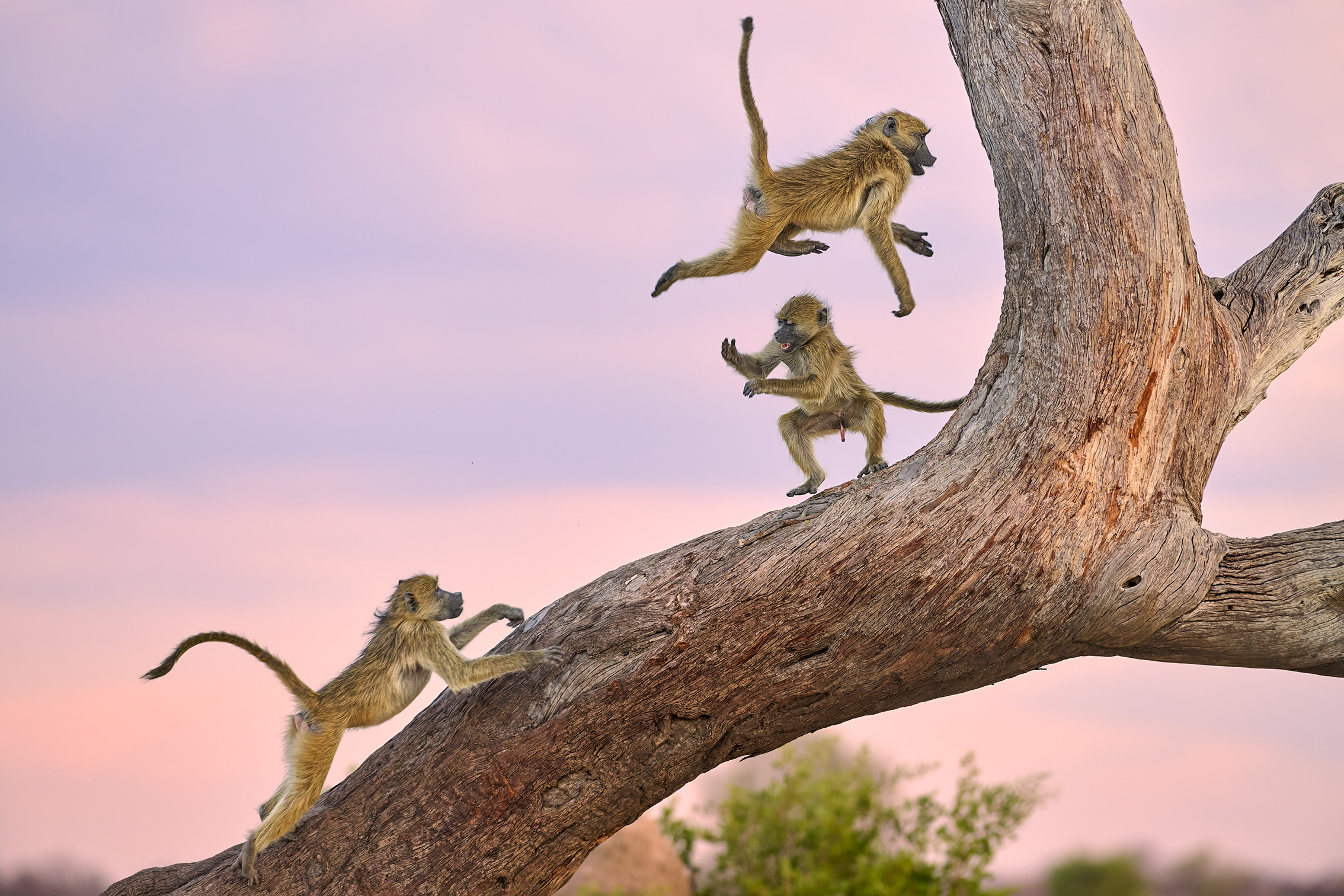 Three baboons playfully climb and leap on a large, slanted tree branch against a pink and purple sky, capturing a sense of freedom and adventure