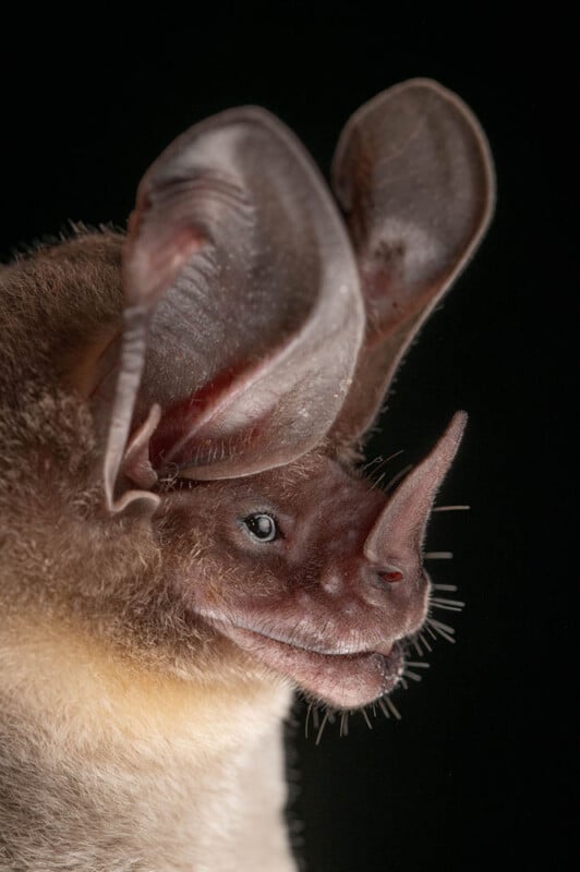 Close-up of a bat with large, pointed ears and a prominent nose leaf, against a black background. The bat's fur is brownish, and fine whiskers are visible around its snout.