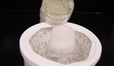 Mosquitoes placed in a container. [Credit: Mark Sherwood and Raymond St. Leger.]