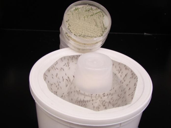 Mosquitoes placed in a container. [Credit: Mark Sherwood and Raymond St. Leger.]
