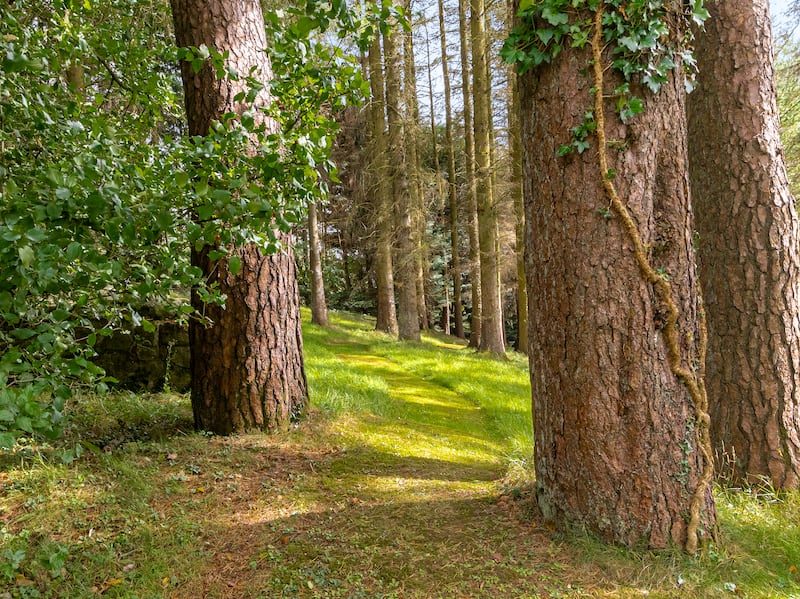 Private woodlands surround the property