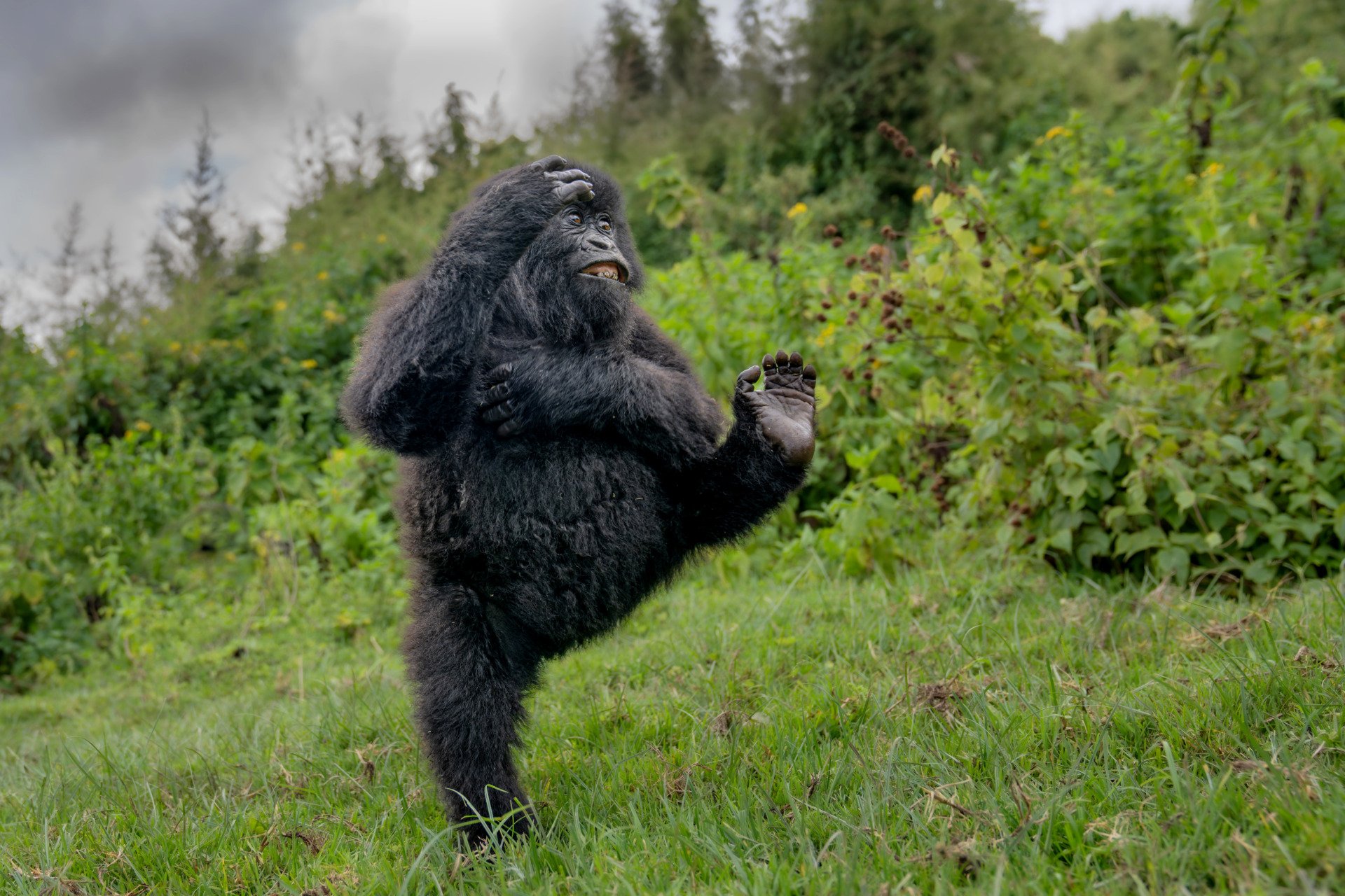 A gorilla standing and sticking its foot up in the air 