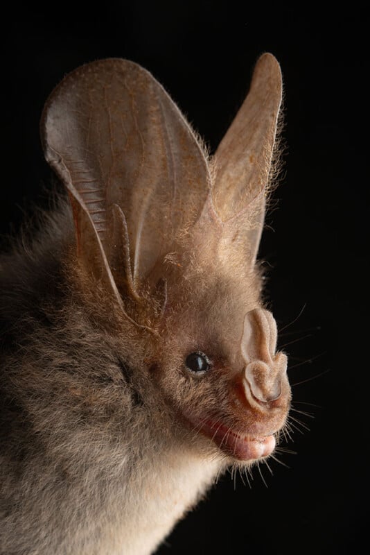 Close-up of a bat with large, pointed ears and a distinctive leaf-shaped nose, showing fine fur detail against a black background.