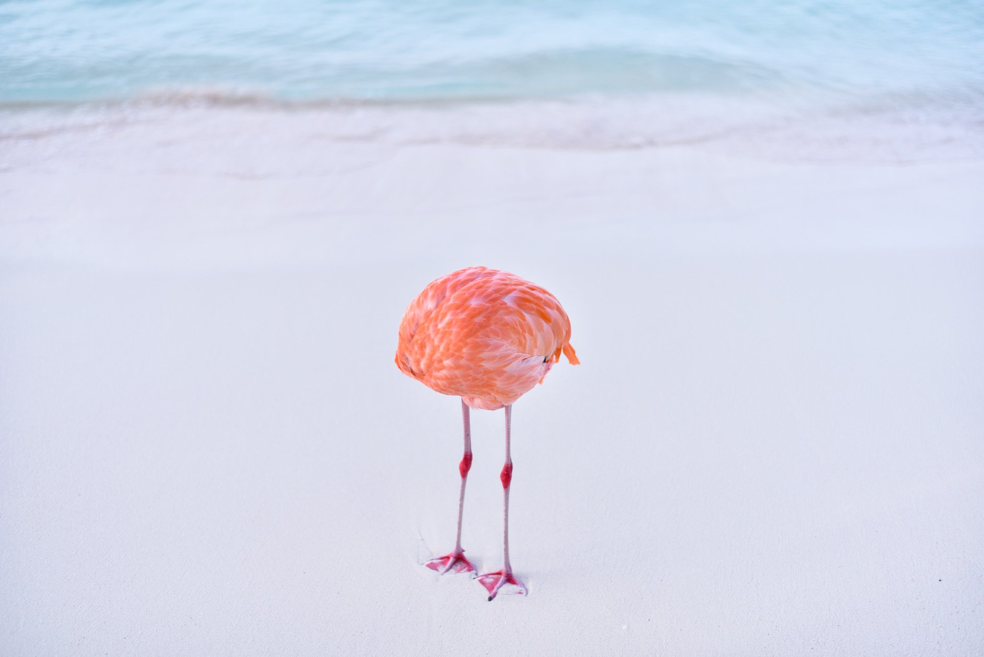 A flamingo with its head tucked out of view 