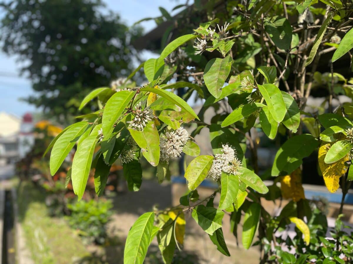 Mitragyna Parvifolia