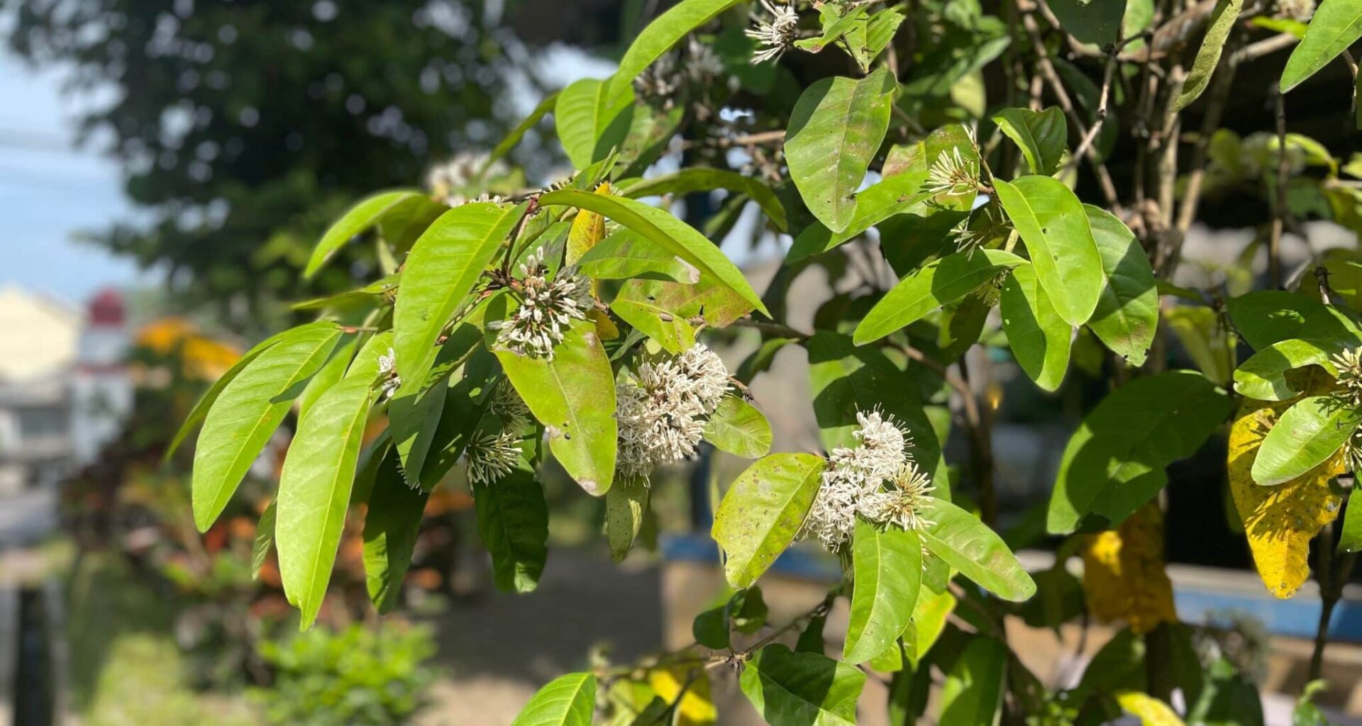 Kratom 'Cousin' Tree May Hold Genetic Recipe For Cancer-Active Alkaloid