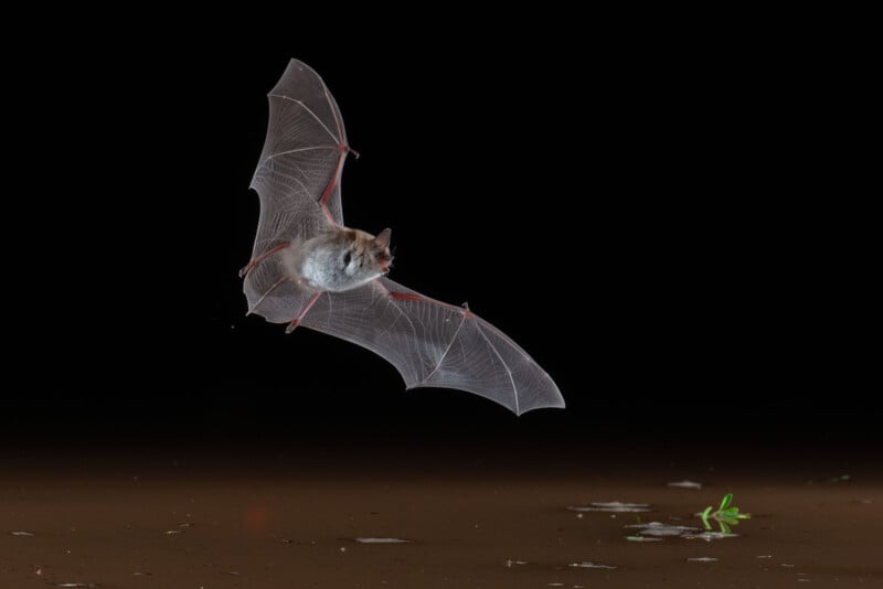 A bat with outstretched wings flies at night above a brown surface. The bat's wings are translucent, and there are some scattered leaves and debris below. The background is completely black.