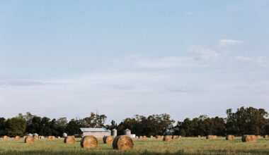 Trade tensions, sanctions and silence from the USDA