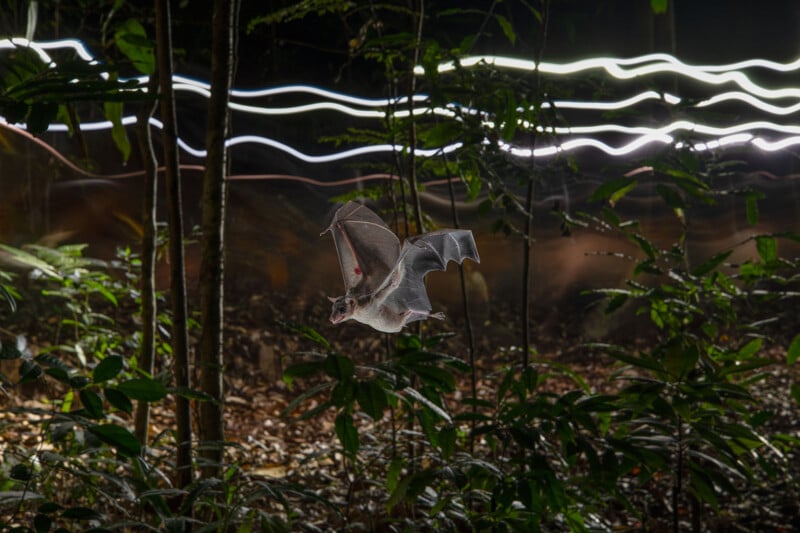 A bat flying through a dense forest at night, with streaks of white light in the background creating a sense of motion among trees and foliage.