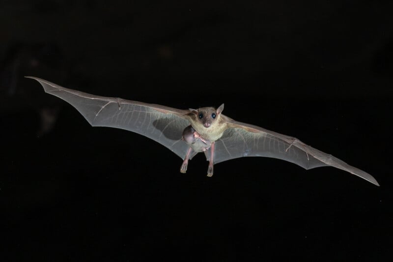 A bat flying against a dark background with its wings fully spread, showing the details of its wing membranes and body.