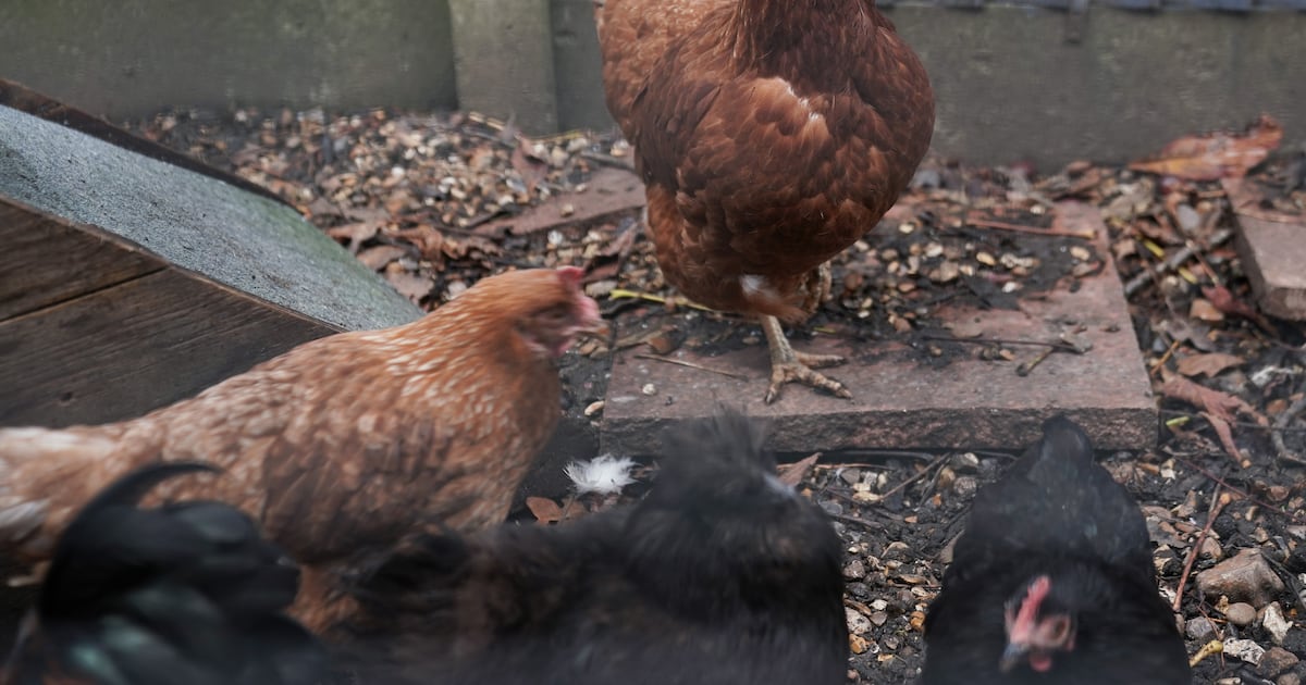 Suspected case of bird flu identified near Omagh in Co Tyrone – The Irish Times