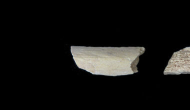 Neanderthal thigh bone