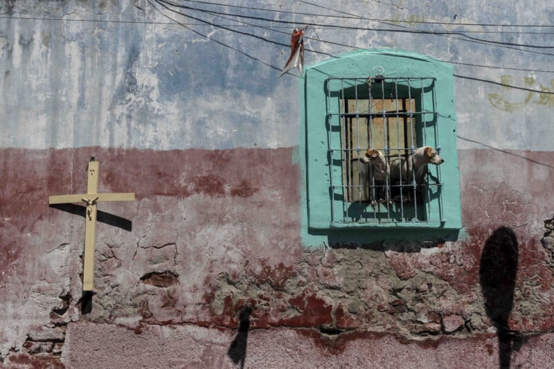 A weathered wall with a wooden cross on the left and a barred window framed in turquoise. Two dogs look out through the window bars. Above are tangled wires; shadows and peeling paint cover the wall.