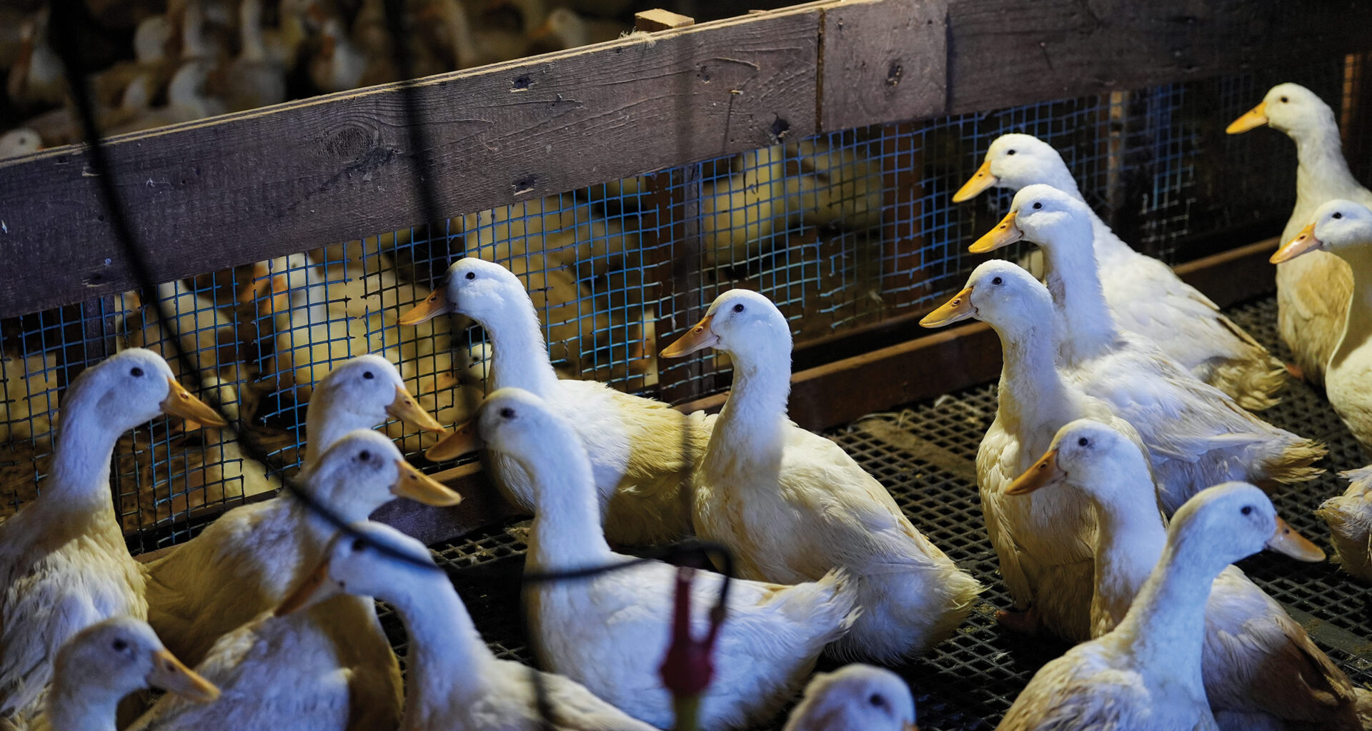 One shot to rule them all in the fight against H5 influenza