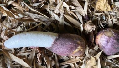 the Latin name of the Stinkhorn fungus tells it like it is – The Irish Times