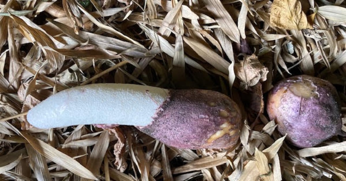 the Latin name of the Stinkhorn fungus tells it like it is – The Irish Times