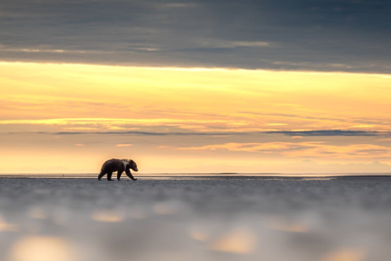 A lone brown bear walks across a sandy beach at sunrise or sunset, with a dramatic sky filled with soft yellow and gray tones in the background.
