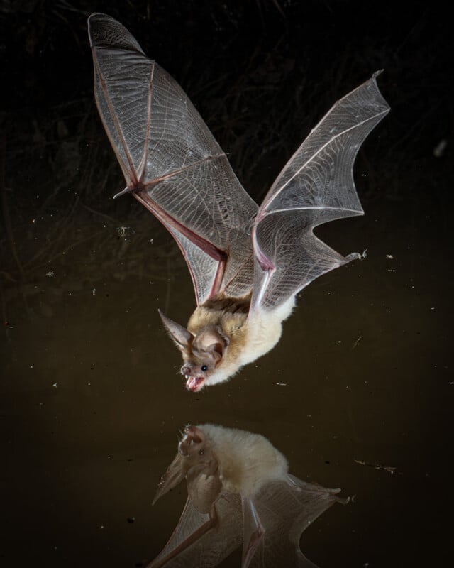 A bat with outstretched wings flies low over still water at night, its open mouth visible and its reflection clearly mirrored on the water’s surface.
