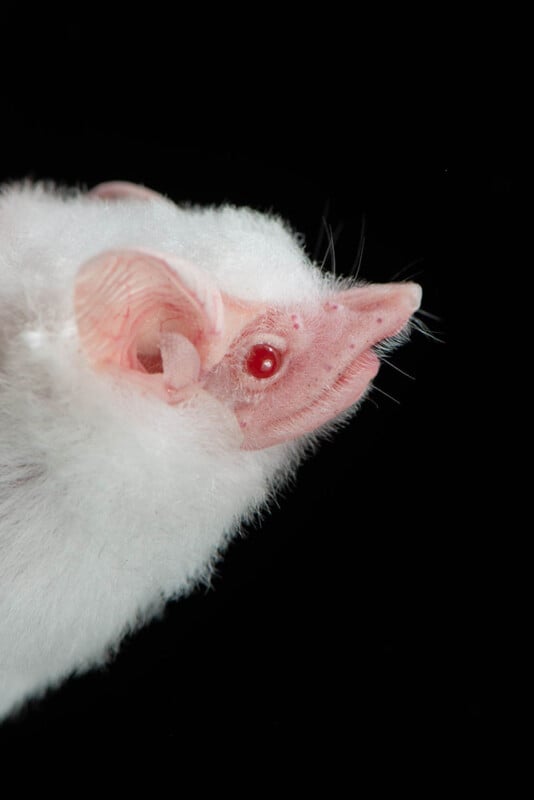 Close-up side view of a white, furry bat with pink skin, a pig-like snout, red eyes, and large ears, against a black background.