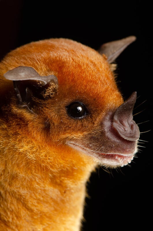 Close-up of a bat with reddish-orange fur, large round eyes, and a distinctive upturned nose, set against a black background.