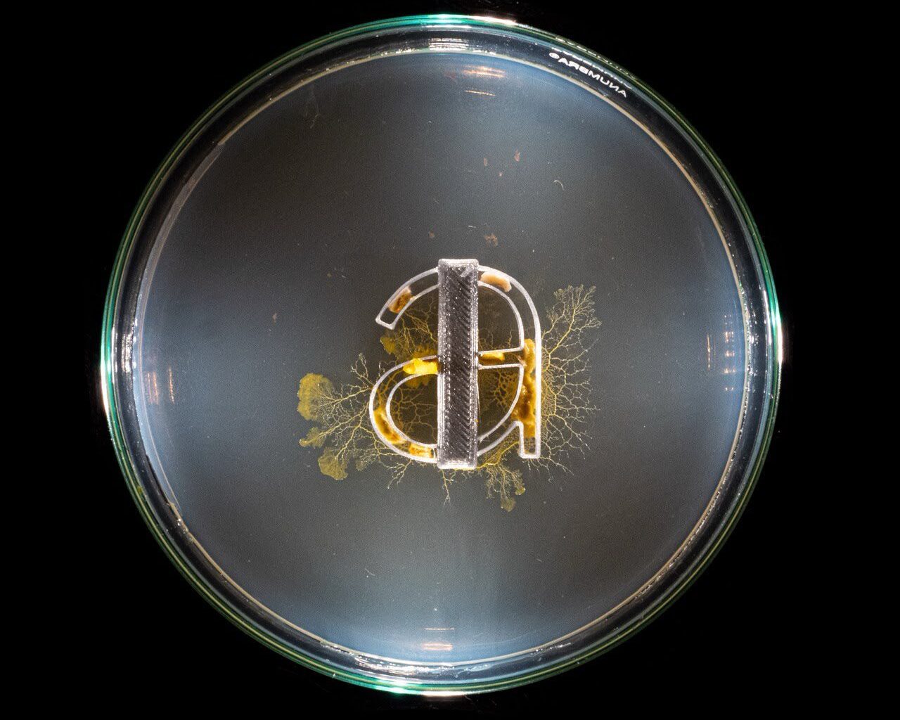 Maxence Duterne ‘grows’ type by simulating movements of the natural world