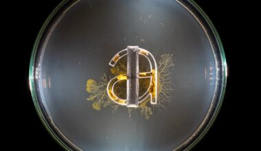 Maxence Duterne ‘grows’ type by simulating movements of the natural world