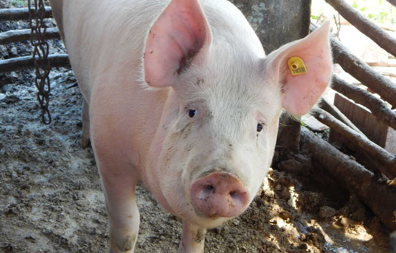 Hogs Trading with Gains at Midday