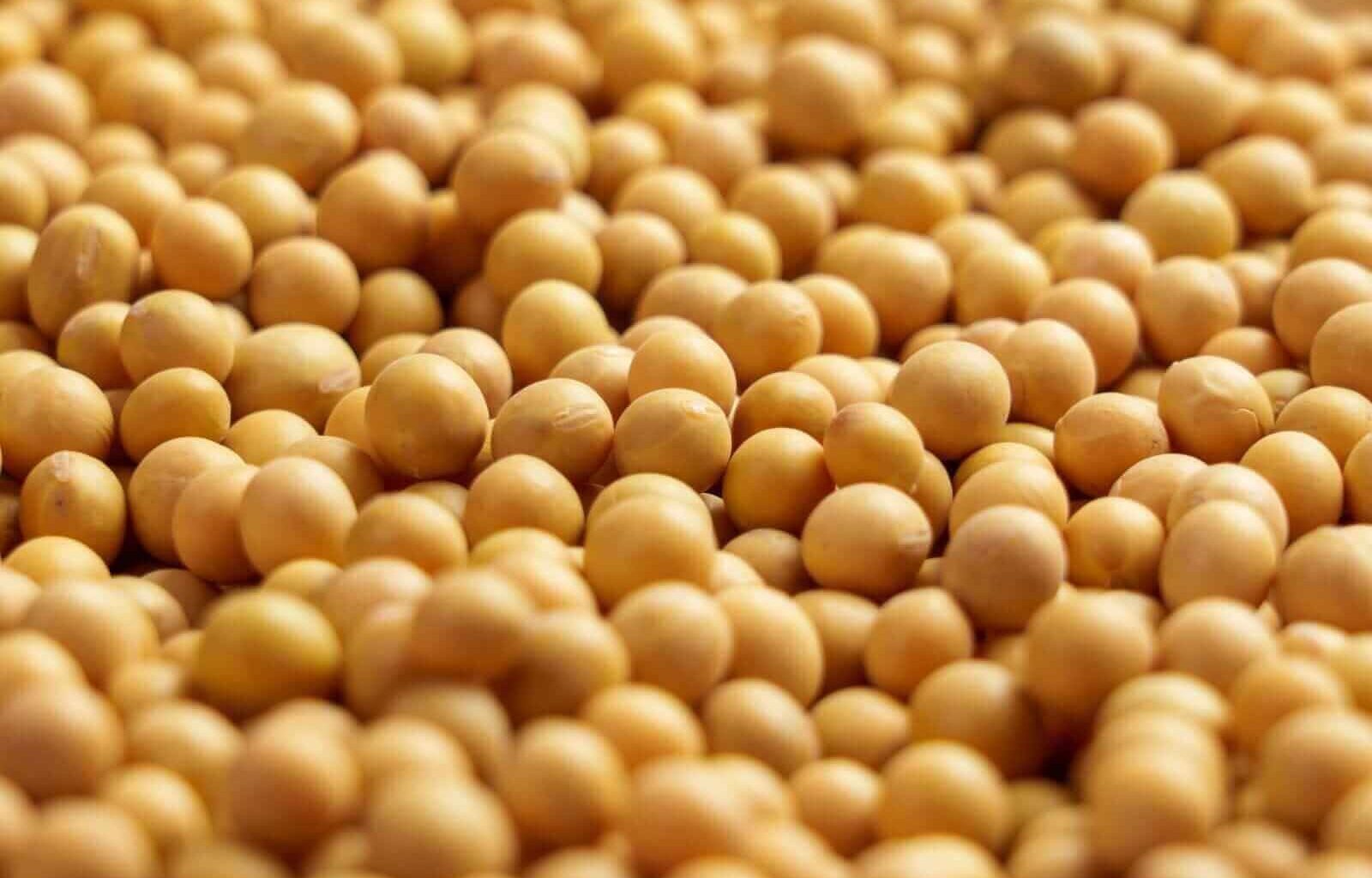 Soybeans Correct Back Lower Ahead of the Weekend