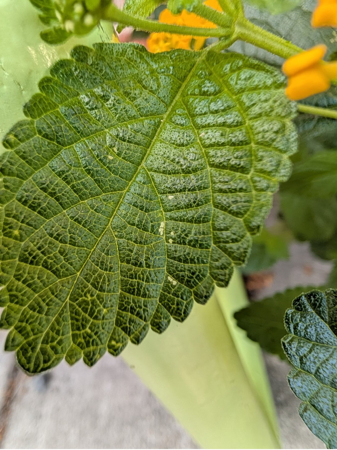 Pixel 10 Pro macro leaf