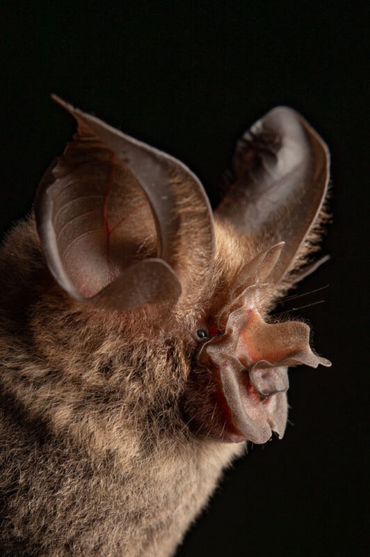 A close-up of a bat with large, rounded ears and intricate nose structures against a black background. The bat's fur is brown and its facial features are sharply detailed.