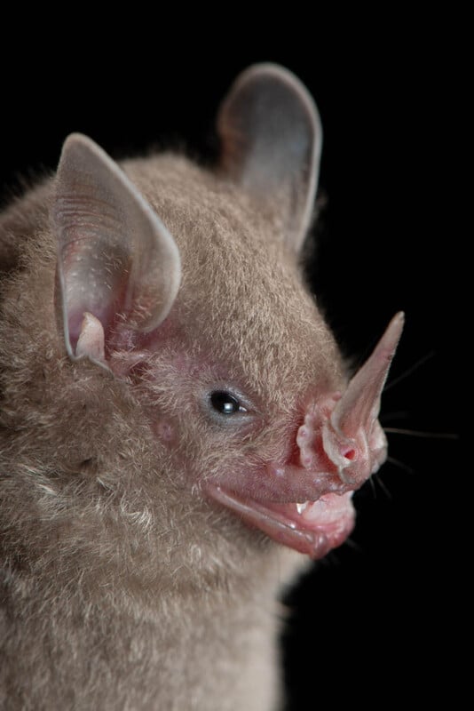 Close-up of a brown, furry bat with large ears and a prominent, leaf-shaped nose structure against a black background. The bat's eye and small teeth are visible.