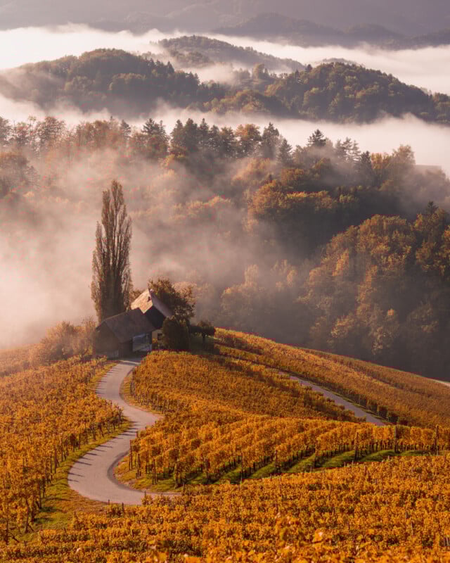 A winding road leads through golden autumn vineyards to a small house surrounded by trees, with mist and forested hills in the background under soft morning light.