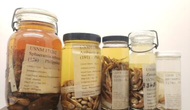 Glass specimen jars full of fish from the Philippines preserved in solution