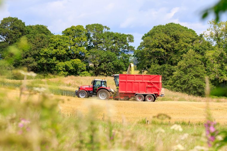 Tractor in a field of wheat