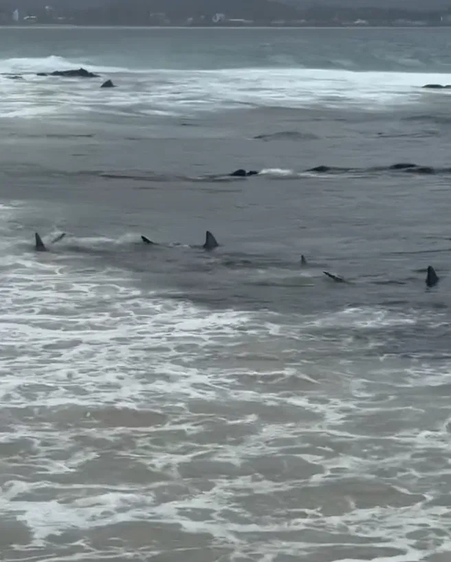 Watch: Shark Feeding Orgy Erupts At Snapper Rocks!