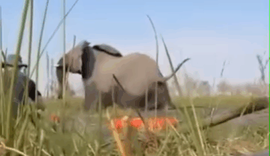 A elephant