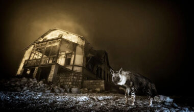 hyena beside building at night
