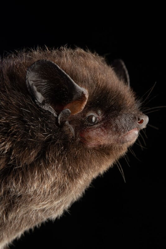 Close-up side view of a brown bat with dark fur, pointed ears, and a slightly upturned nose, set against a black background.