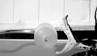 A snake with its mouth wide open strikes toward a round, transparent object on a flat surface, seen in a black and white image.