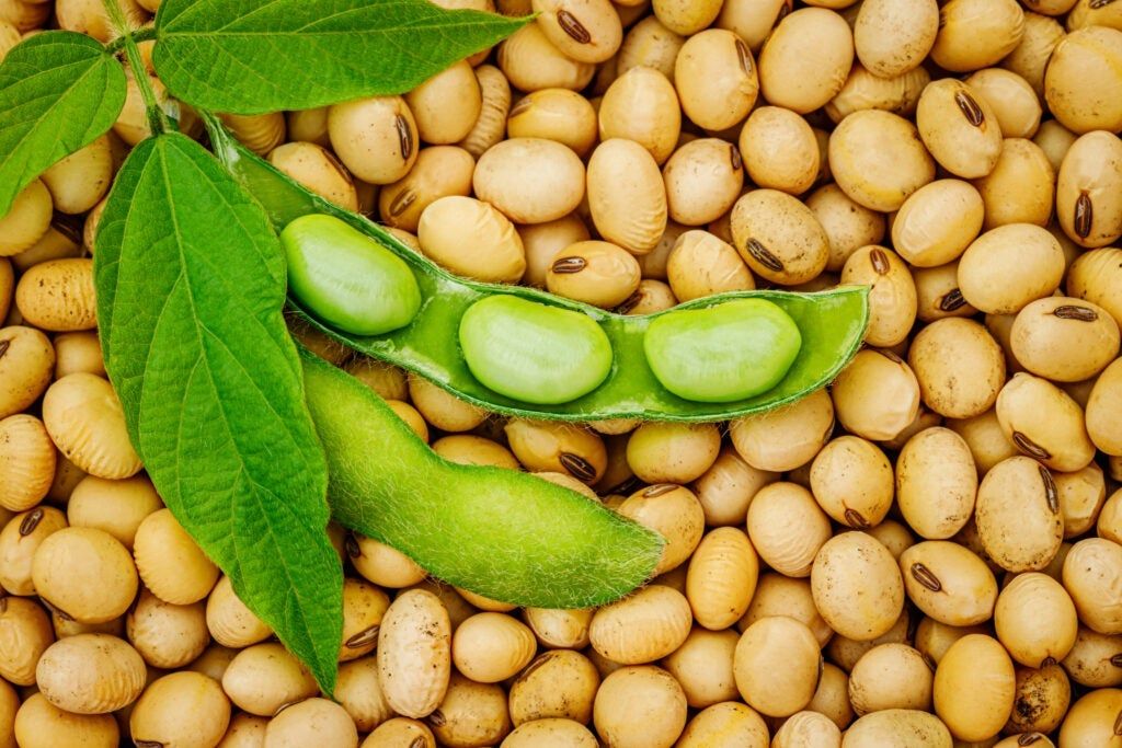 China Doesn't Need US Beans: Teucrium MD On Why…