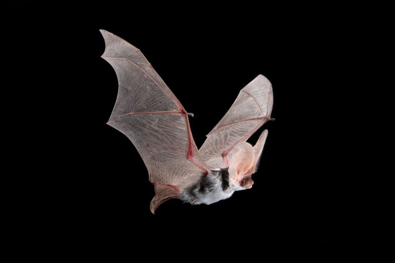 A bat with large, translucent wings and pronounced ears flies against a solid black background, highlighting the intricate veins and texture of its wings.
