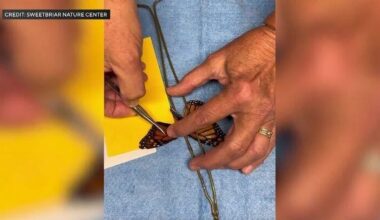 Emergency Butterfly Wing Transplant Is a Success Watched by Millions on Social Media